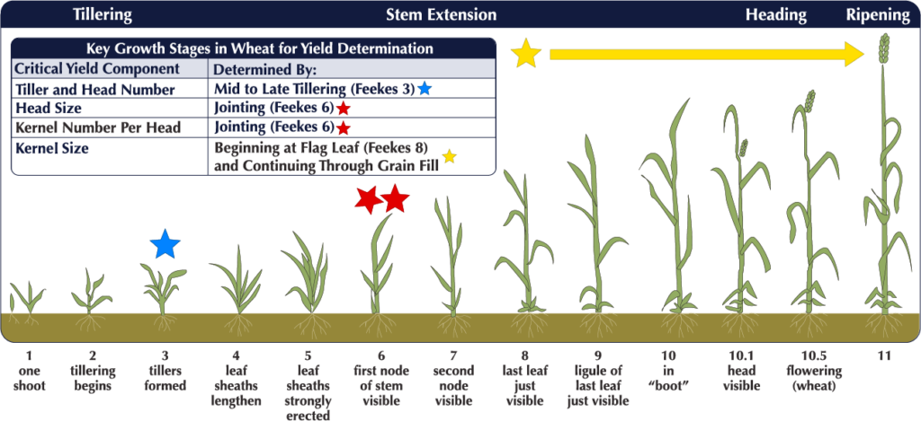 Agronomy - AgriMAXX Wheat