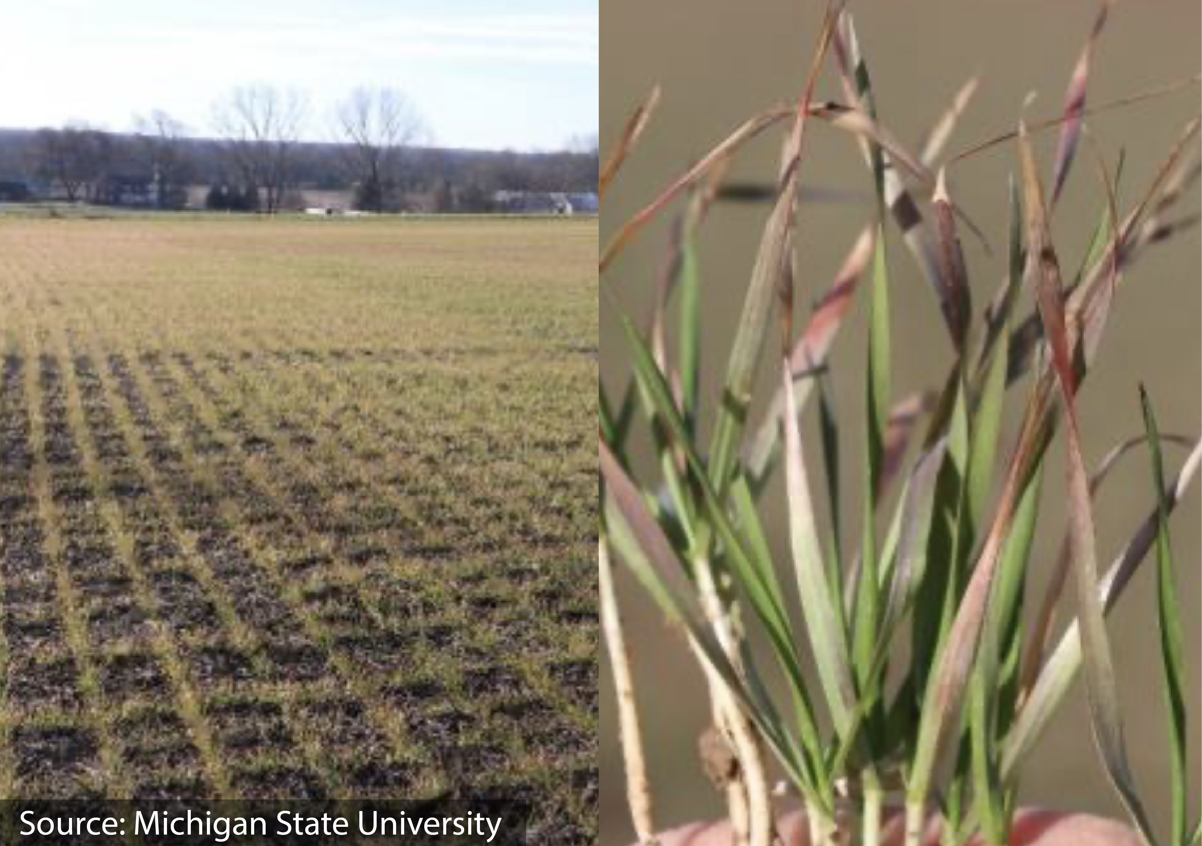 Discolored Wheat Fields?