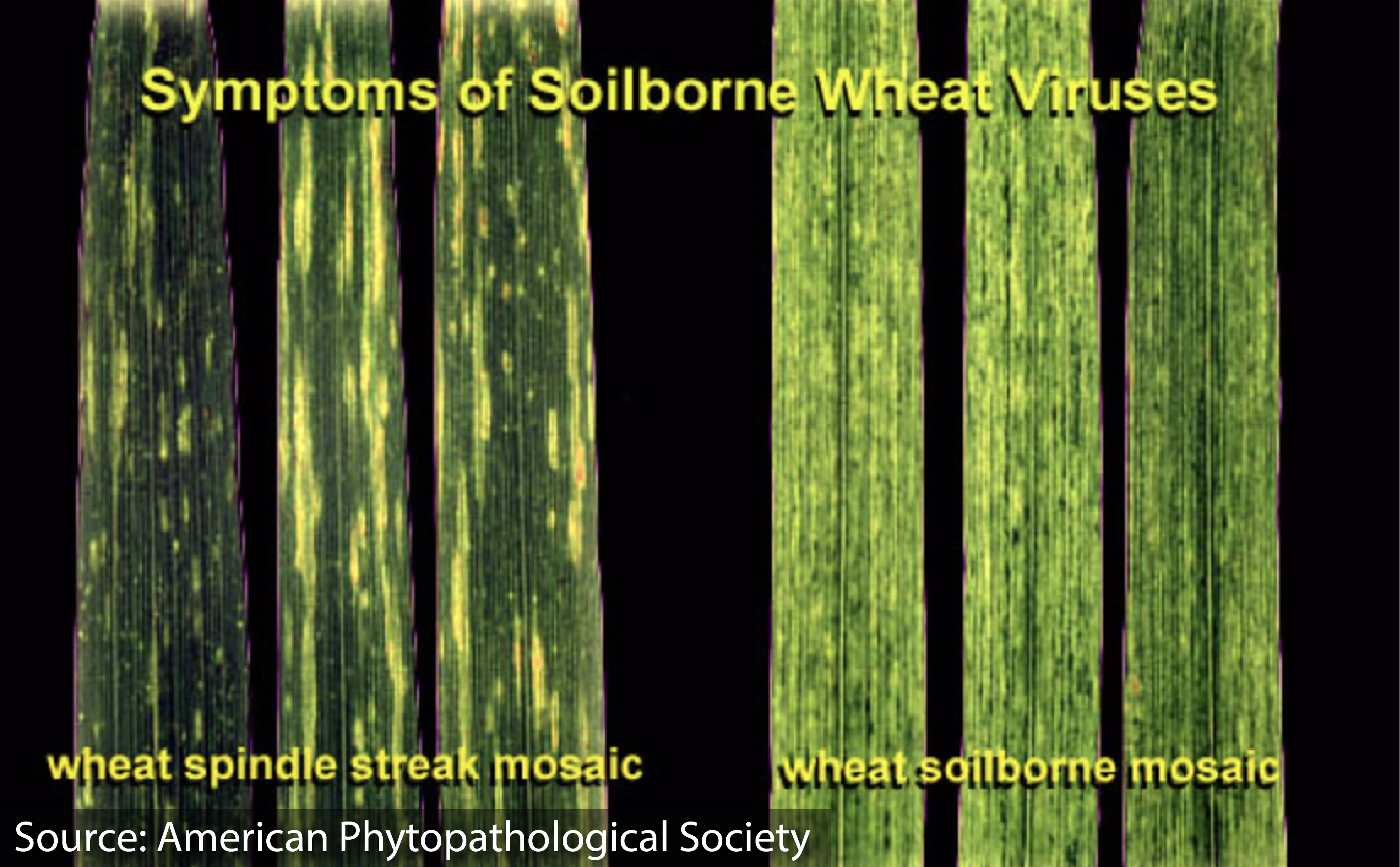 Assessing Spring Freeze Damage - AgriMAXX Wheat