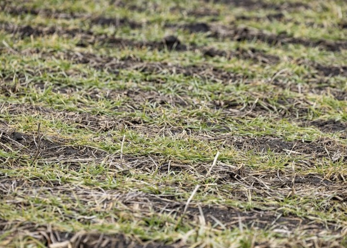 Optimism surrounds winter wheat crop, moisture pending