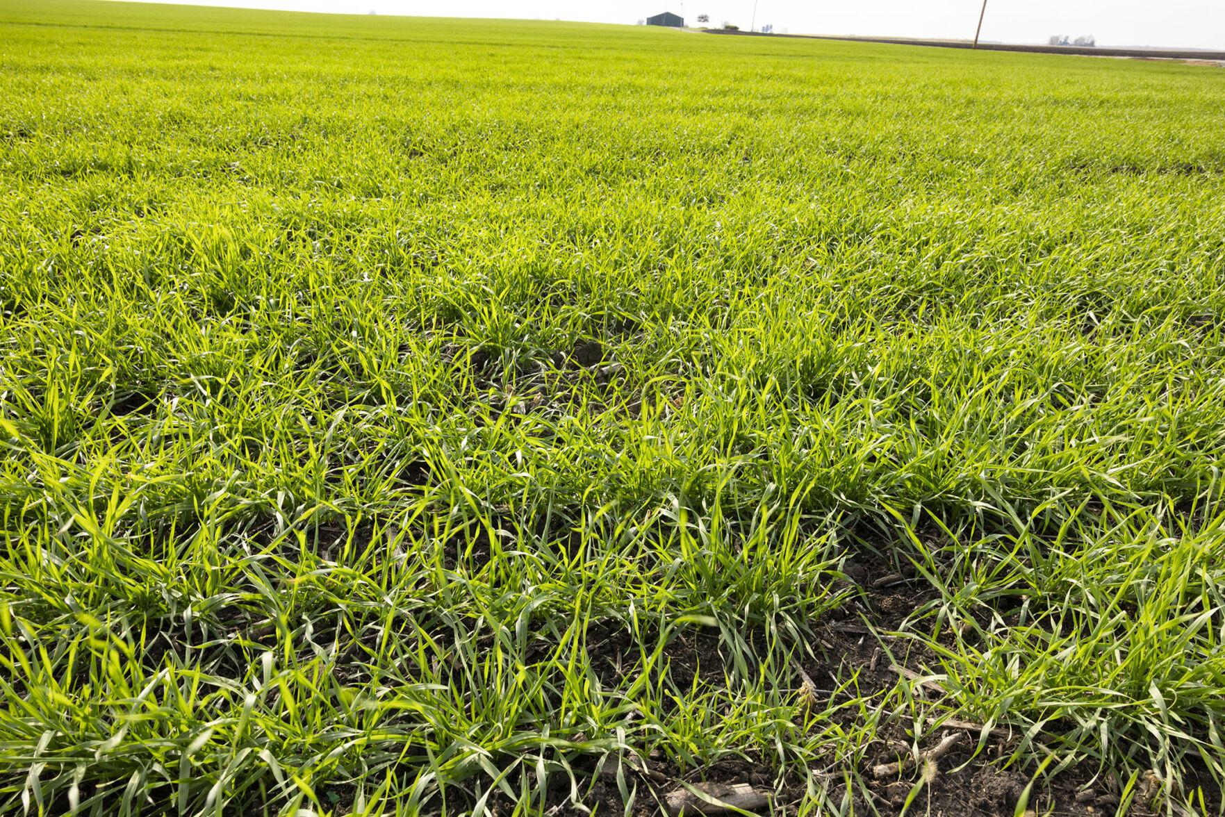 State’s wheat crop starts year in good shape